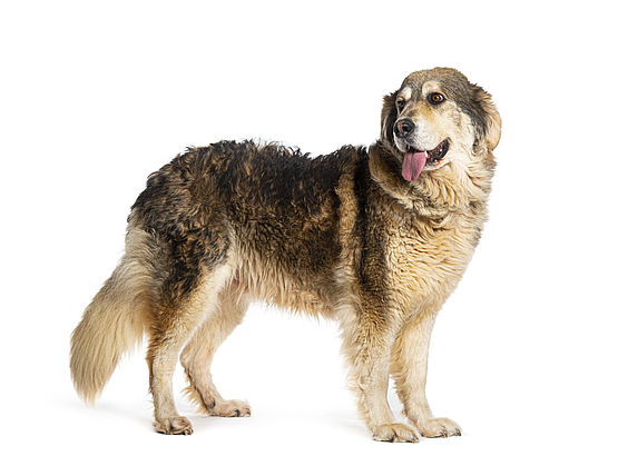 Esemplare di Pastore della Sila