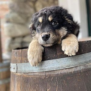 Cucciolo di Silano