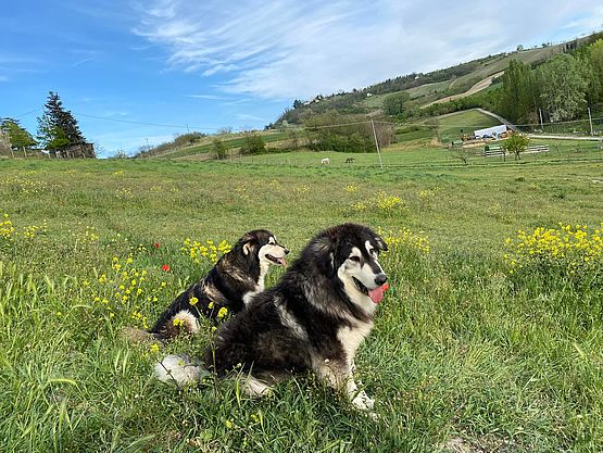 coppia di cane di mandria